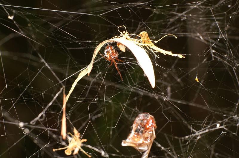 Parasteatoda_decorata_D7934_Z_88_North Stradbroke island_Australie.jpg